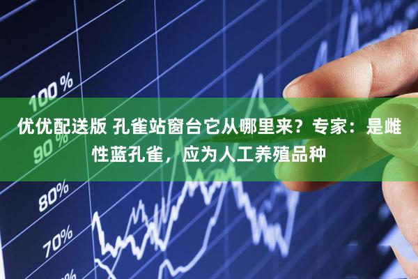 优优配送版 孔雀站窗台它从哪里来？专家：是雌性蓝孔雀，应为人工养殖品种
